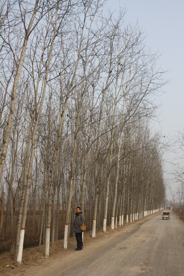 冠县杨树 1.JPG