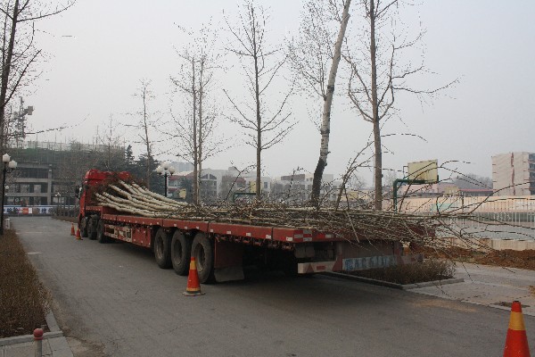 运输杨树到一中4.JPG